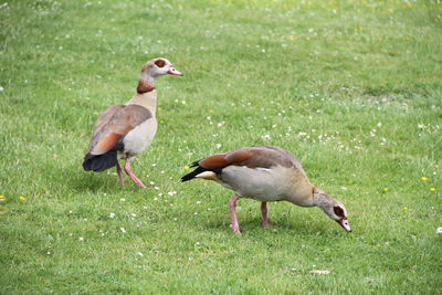 Side view of two birds on grass