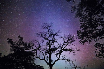 Low angle view of trees against sky at night