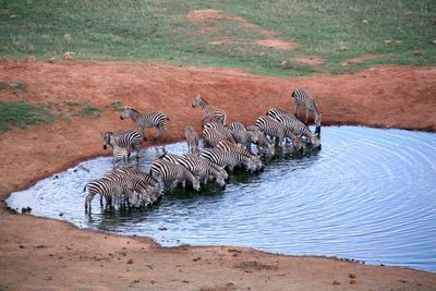 View of zebras drinking water