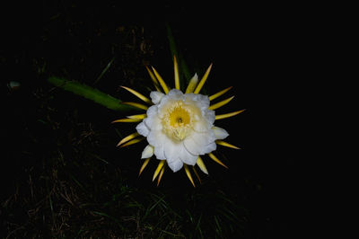 Close-up of white flowering plant against black background