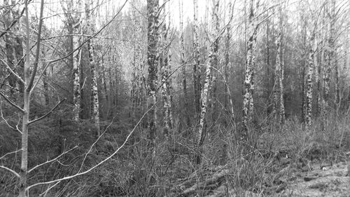 Bare trees in forest