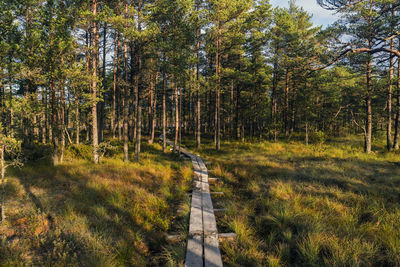 Walking track atviru raba or bog at lahemaa national park in autumn