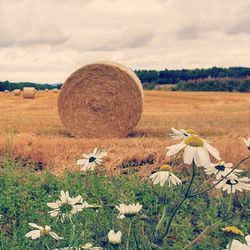 Scenic view of field against cloudy sky