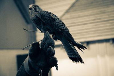 Close-up of owl perching outdoors