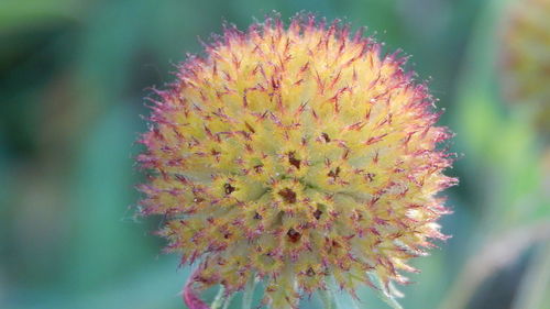 Close-up of yellow flower