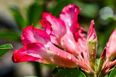 Close-up of wet pink rose flower