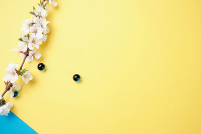 Close-up of yellow flower over white background