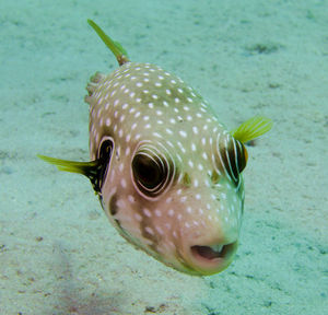 Close-up of fish swimming in sea