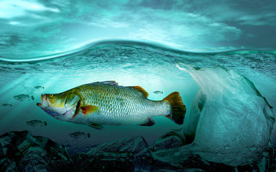 Fish swimming in sea