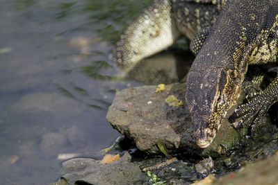 Close-up of crocodile in a lake