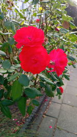 Close-up of red rose on leaves