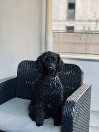Portrait of dog sitting on chair