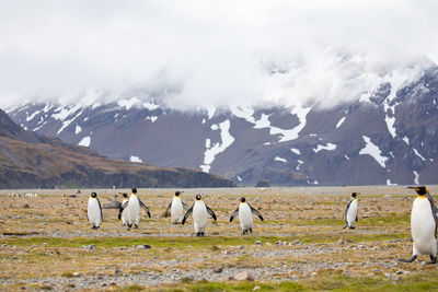 Penguins perching on field against snowcapped mountains