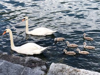 High angle view of swans swimming on lake