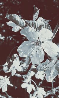 Close-up of white flowers