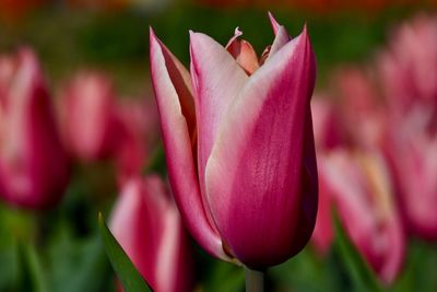 Close-up of pink tulip flower