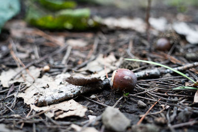 Close-up of mushroom growing on field