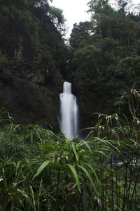 Scenic view of waterfall in forest