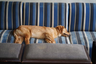 Dog sleeping on chair
