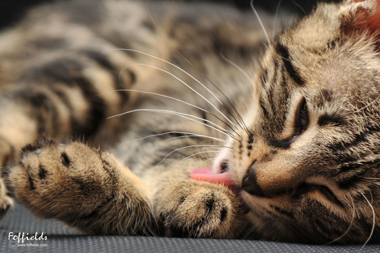 CLOSE-UP OF CAT ON BLANKET