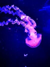 Close-up of jellyfish swimming in sea