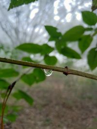 Close-up of water drops on twig