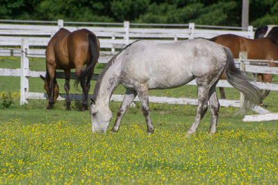 Horses grazing in a field