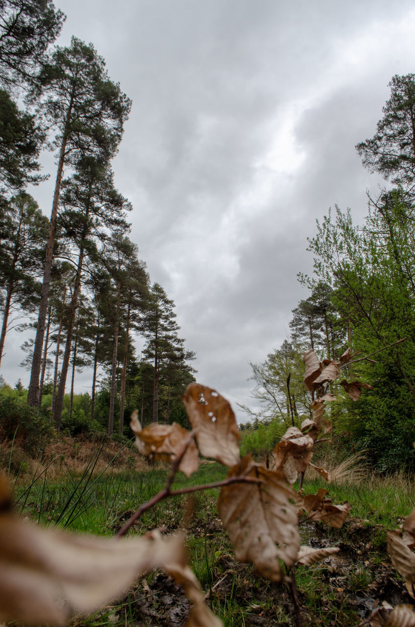 SURFACE LEVEL OF MUSHROOM GROWING ON FIELD