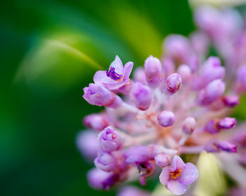 Close-up of pink flowering plant
