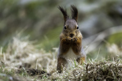 Close-up of squirrel on rock