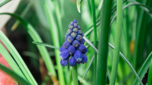 Close-up of grape hyacinth blooming in park