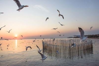 Seagulls flying over sea against sky during sunset