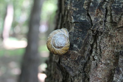 Close-up of lizard on tree trunk