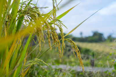 Close-up of crops on field against sky