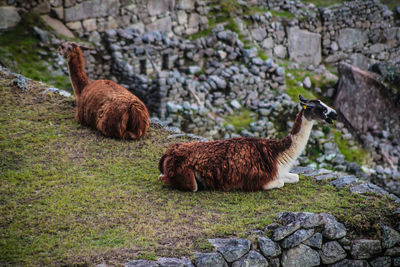 Sheep standing on rock