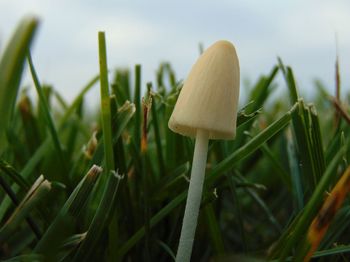 Close-up of mushroom growing on plant against sky
