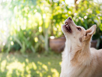 Close-up of a dog looking up