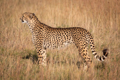 Side view of cheetah on grassy field during sunny day