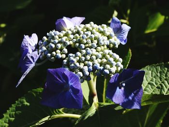 Close-up of purple hydrangeas blooming outdoors