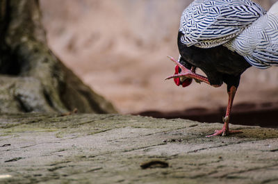 Close-up of a bird on rock