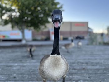 Close-up of goose