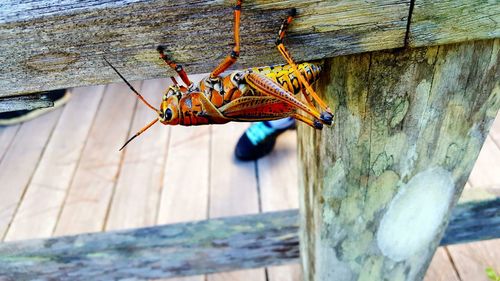 Close-up of insect perching on wood