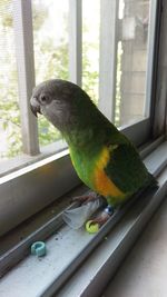 Close-up of parrot perching on window sill