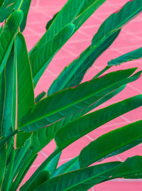 Full frame shot of palm leaves