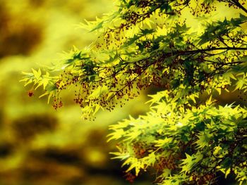 Close-up of leaves on tree