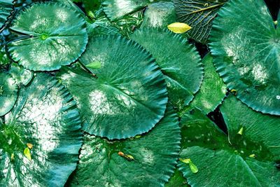 Full frame shot of raindrops on leaves