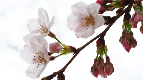 Close-up of cherry blossoms in spring