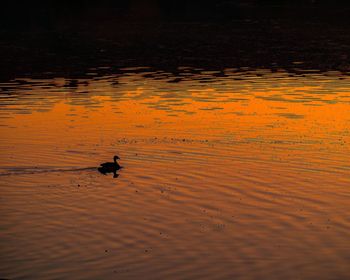 High angle view of silhouette ducks swimming on lake during sunset