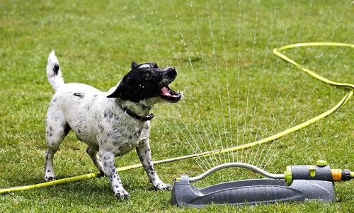 Dog on field