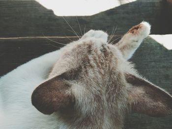 Close-up of cat sitting on floor